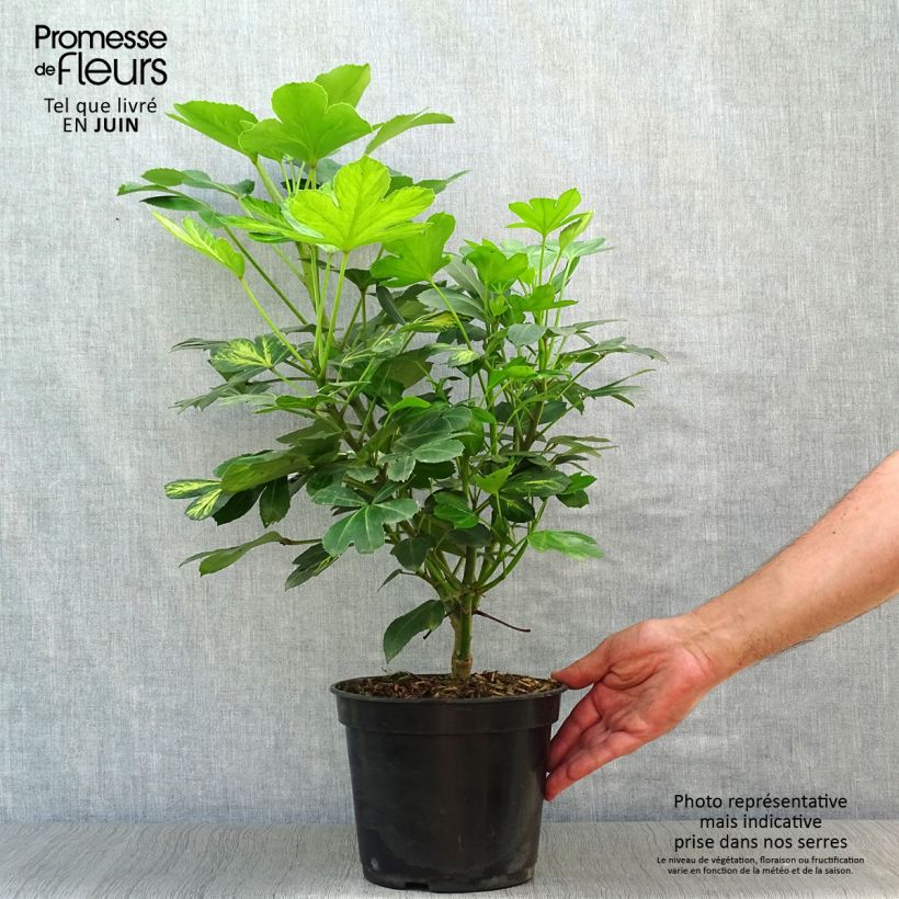 Esimerkki kesällä toimitetusta Pseudopanax lessonii Gecko Gold Pot de 3L/4L-taimesta