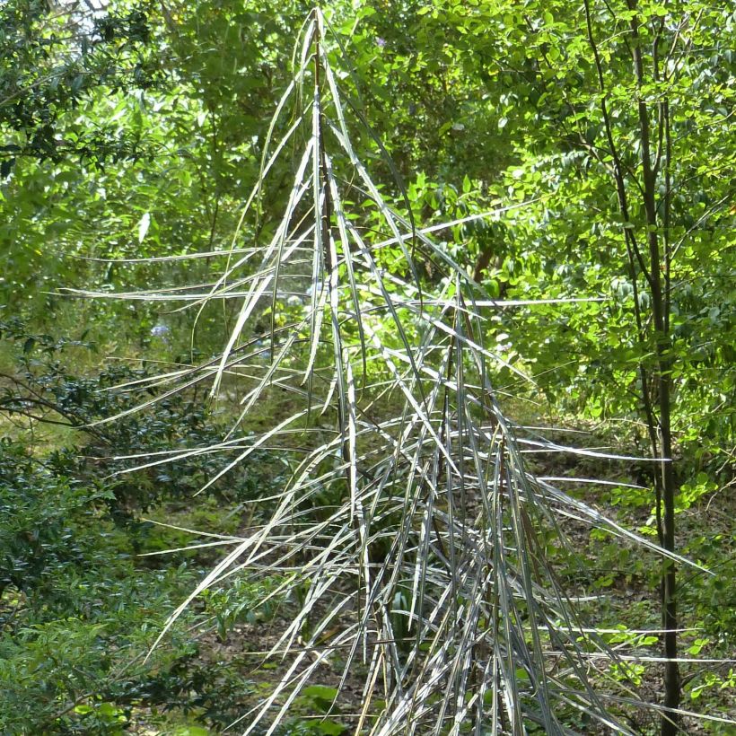 Harppuuna-aralia - Pseudopanax crassifolium (Lehvistö)