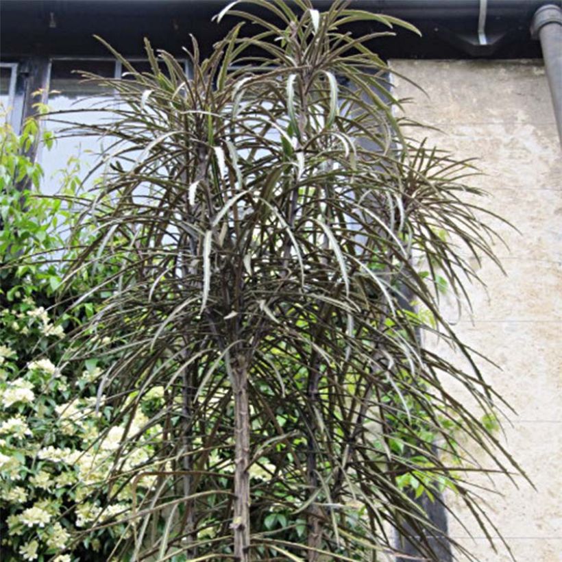 Harppuuna-aralia - Pseudopanax crassifolium (Kasvutapa)