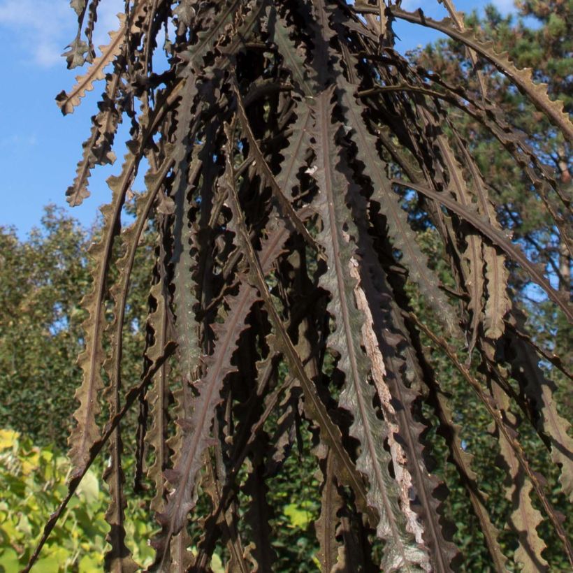 Pseudopanax ferox (Lehvistö)
