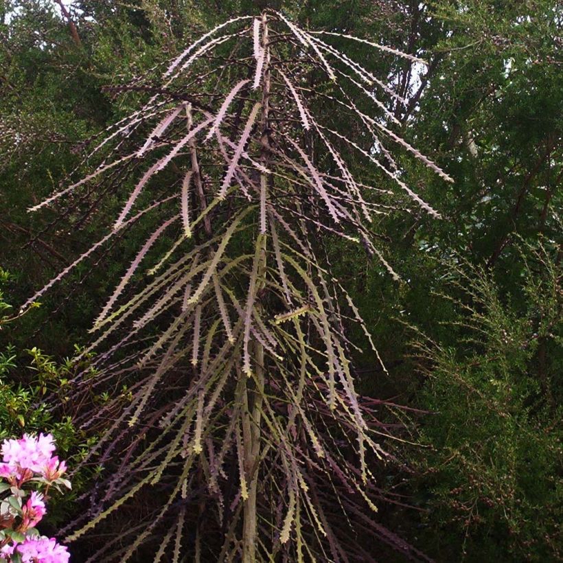 Pseudopanax ferox (Kasvutapa)