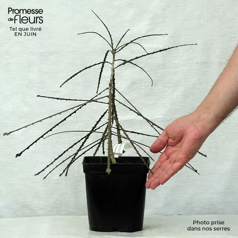 Esimerkki kesällä toimitetusta Pseudopanax ferox Ruukku 2L / 3L-taimesta