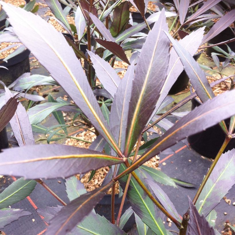 Pseudopanax lessonii Dark Star (Lehvistö)