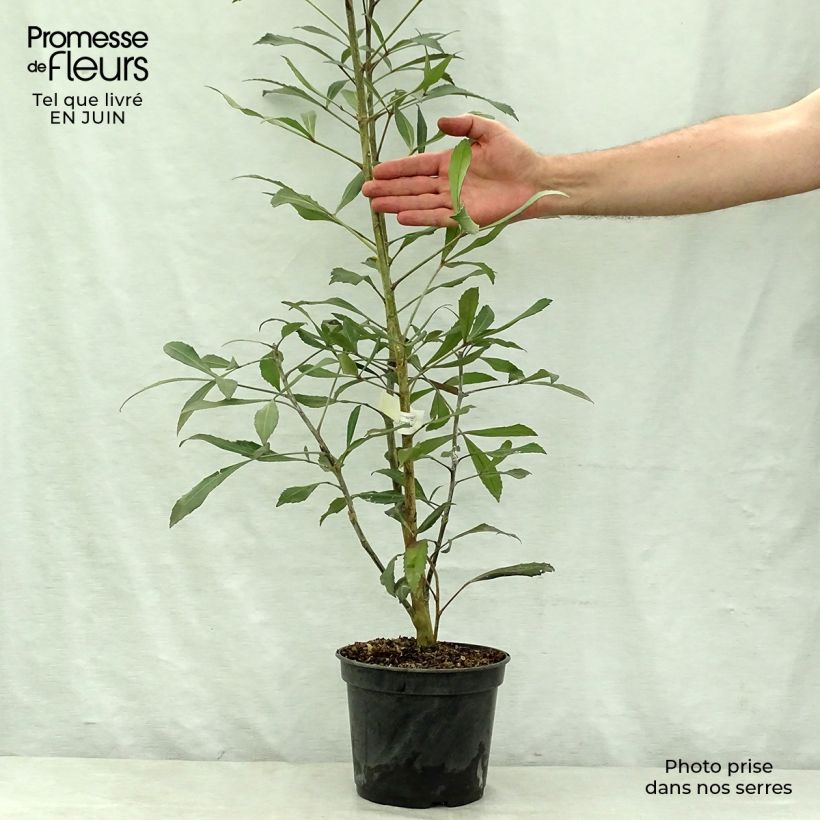 Esimerkki kesällä toimitetusta Pseudopanax lessonii Dark Star Ruukku 2L / 3L-taimesta