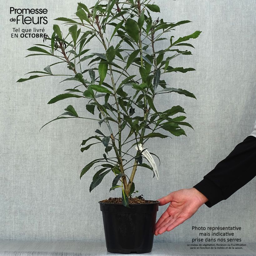 Esimerkki syksyllä toimitetusta Pseudopanax lessonii Dark Star 2 litran/3 litran ruukku-taimesta