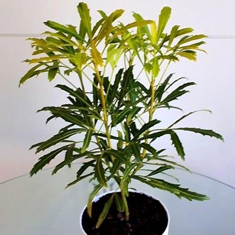 Pseudopanax lessonii Goldfinger (Kasvutapa)