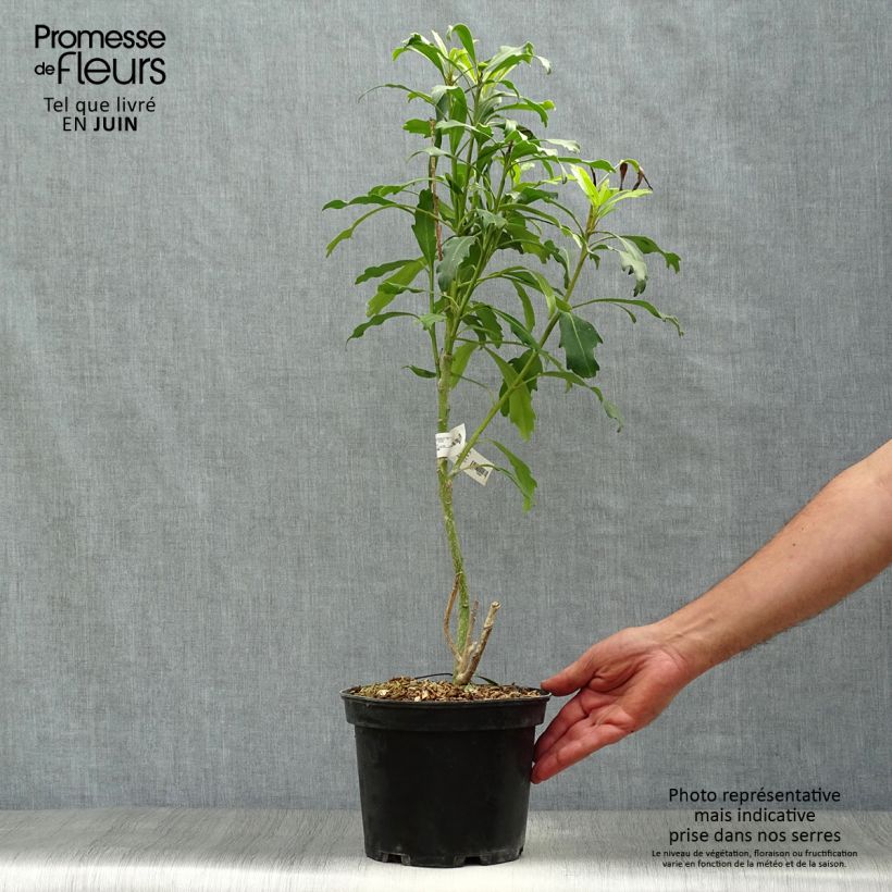 Esimerkki kesällä toimitetusta Pseudopanax lessonii Goldfinger Pot de 3L/4L-taimesta