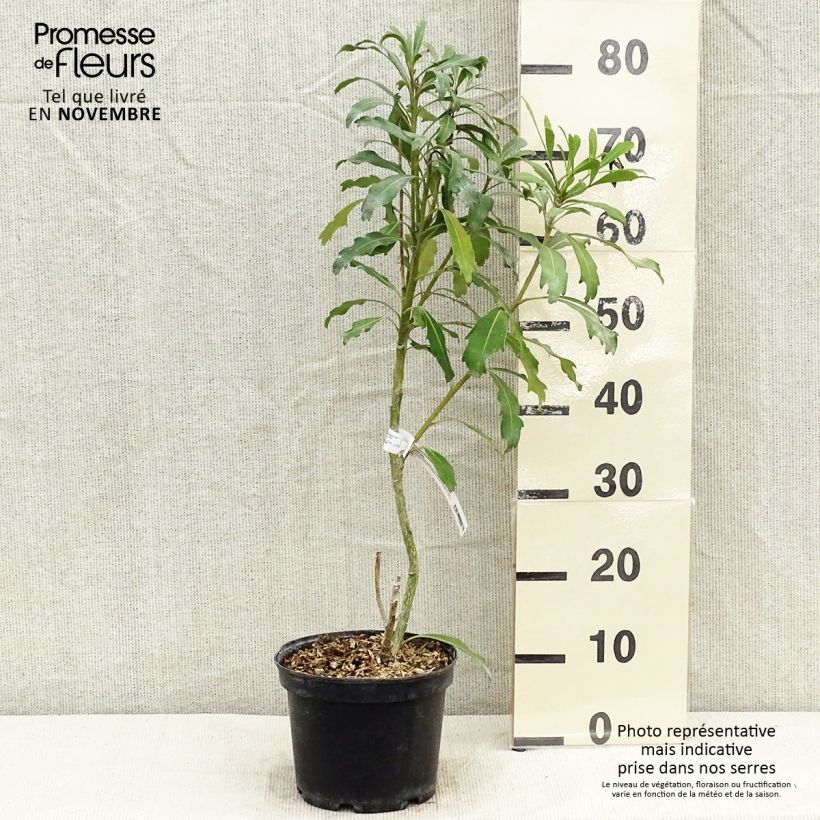 Esimerkki syksyllä toimitetusta Pseudopanax lessonii Goldfinger 3 litran/4 litran ruukku-taimesta