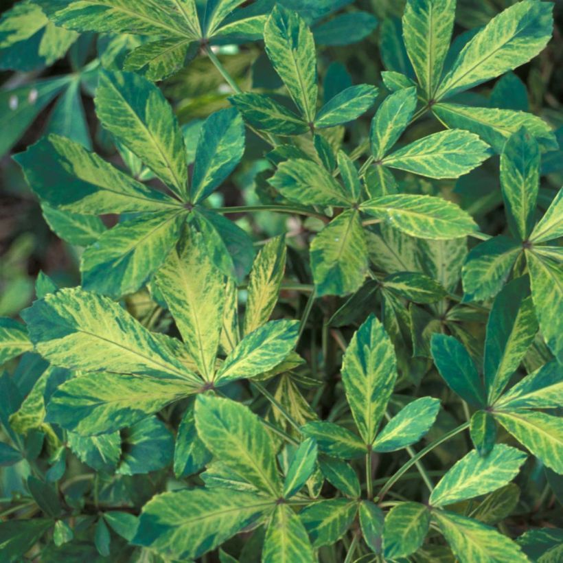 Pseudopanax lessonii Goldsplash (Lehvistö)