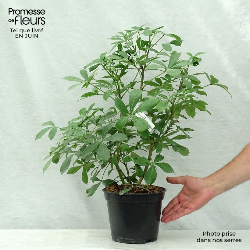 Esimerkki kesällä toimitetusta Pseudopanax lessonii Goldsplash Pot de 3L/4L-taimesta