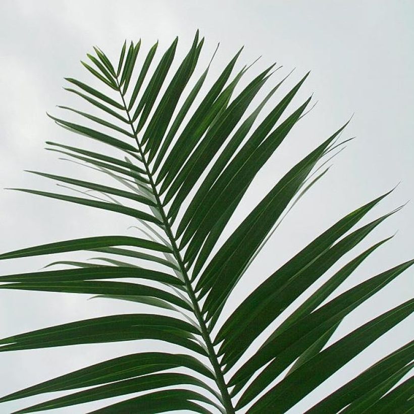 Pseudophoenix sargentii (Lehvistö)