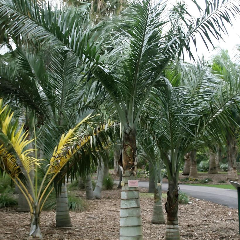 Pseudophoenix sargentii (Kasvutapa)