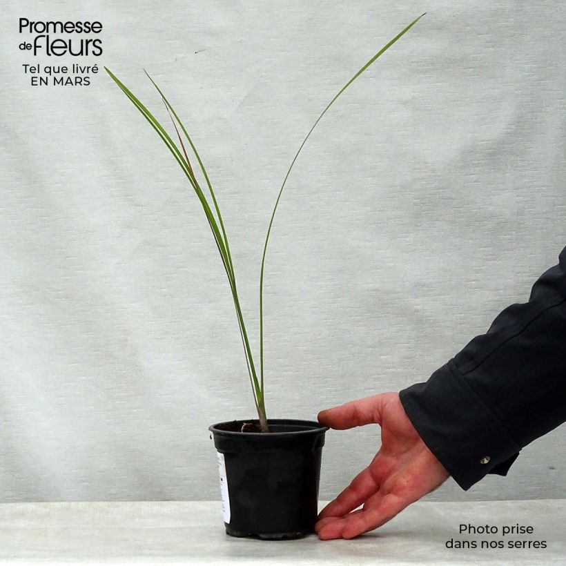 Esimerkki keväällä toimitetusta Pseudophoenix sargentii Pot de 12 cm / 13 cm-taimesta