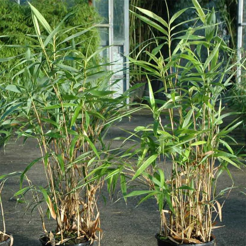 Japaninbambu Tsutsumiana (Lehvistö)