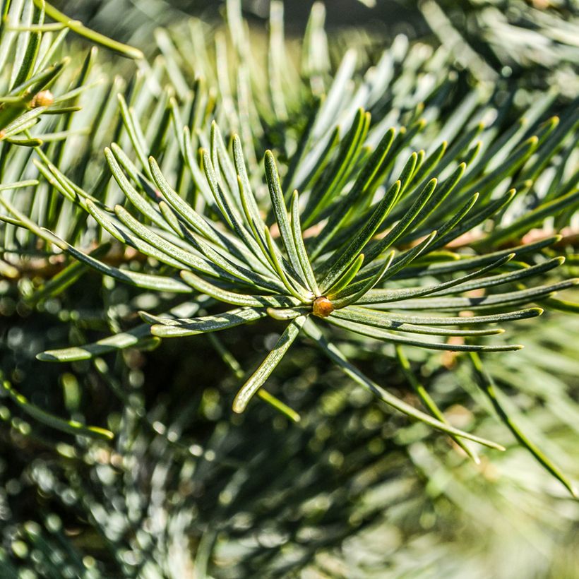 Douglaskuusi - Pseudotsuga menziesii (Lehvistö)