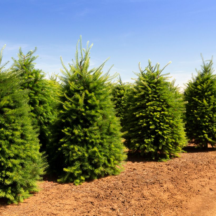 Douglaskuusi - Pseudotsuga menziesii (Kasvutapa)