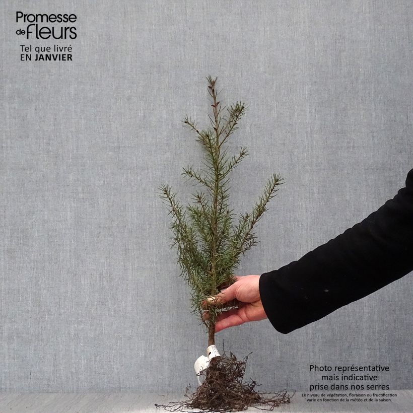 Esimerkki talvella toimitetusta Douglaskuusi - Pseudotsuga menziesii Paljaat juuret-taimesta