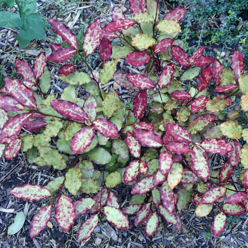 Pseudowintera colorata Red Leopard (Kasvutapa)