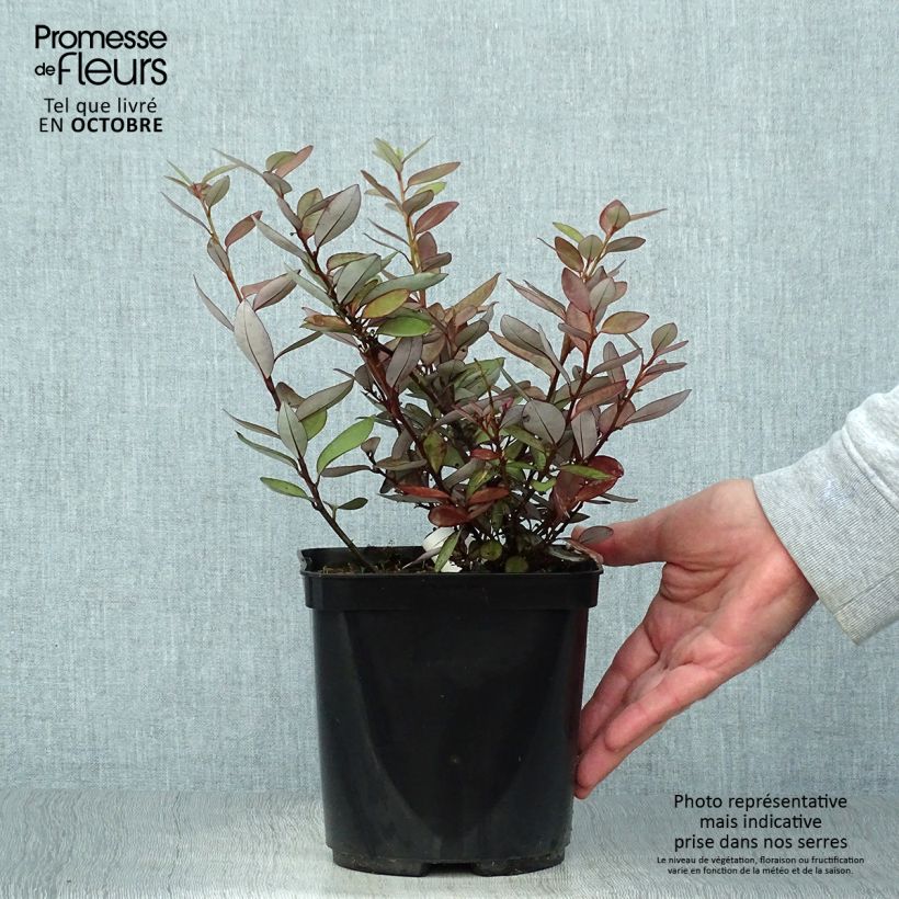 Esimerkki syksyllä toimitetusta Pseudowintera colorata 2 litran/3 litran ruukku-taimesta
