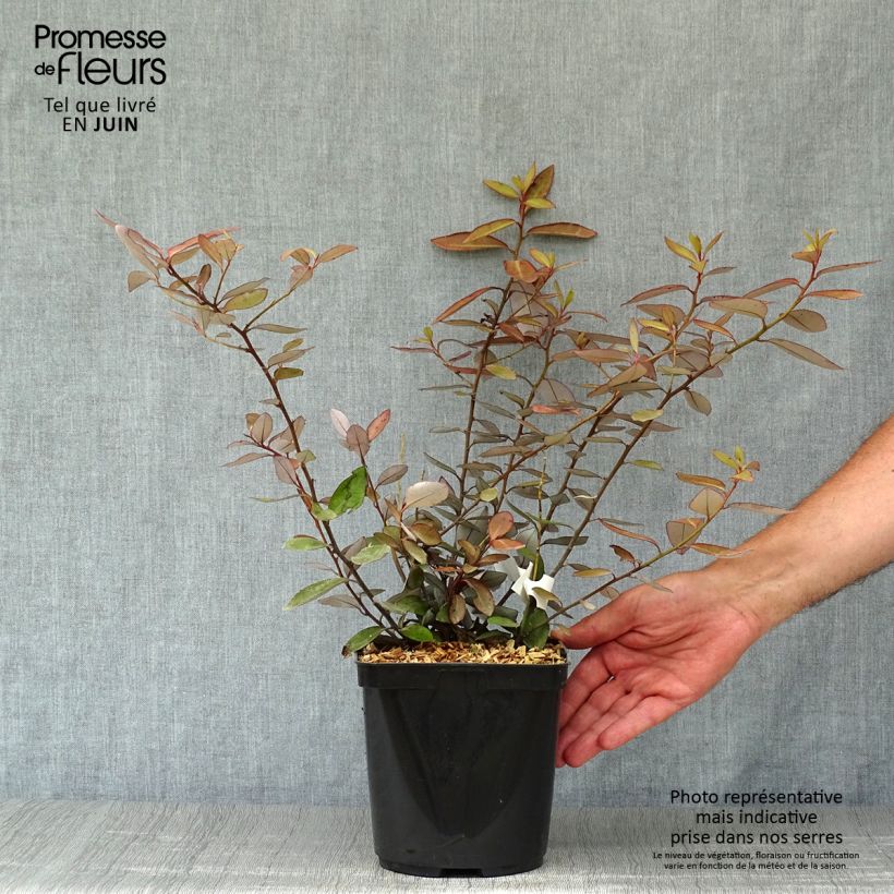 Esimerkki kesällä toimitetusta Pseudowintera colorata Pot de 2L/3L-taimesta