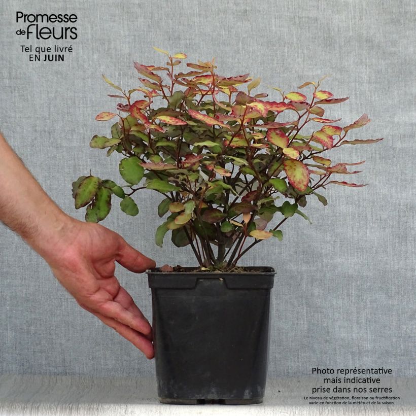 Esimerkki kesällä toimitetusta Pseudowintera colorata Red Leopard Pot de 2L/3L-taimesta