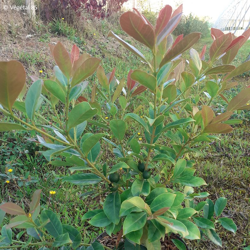 Mansikkaguava lucidum - Psidium cattleianum (Lehvistö)