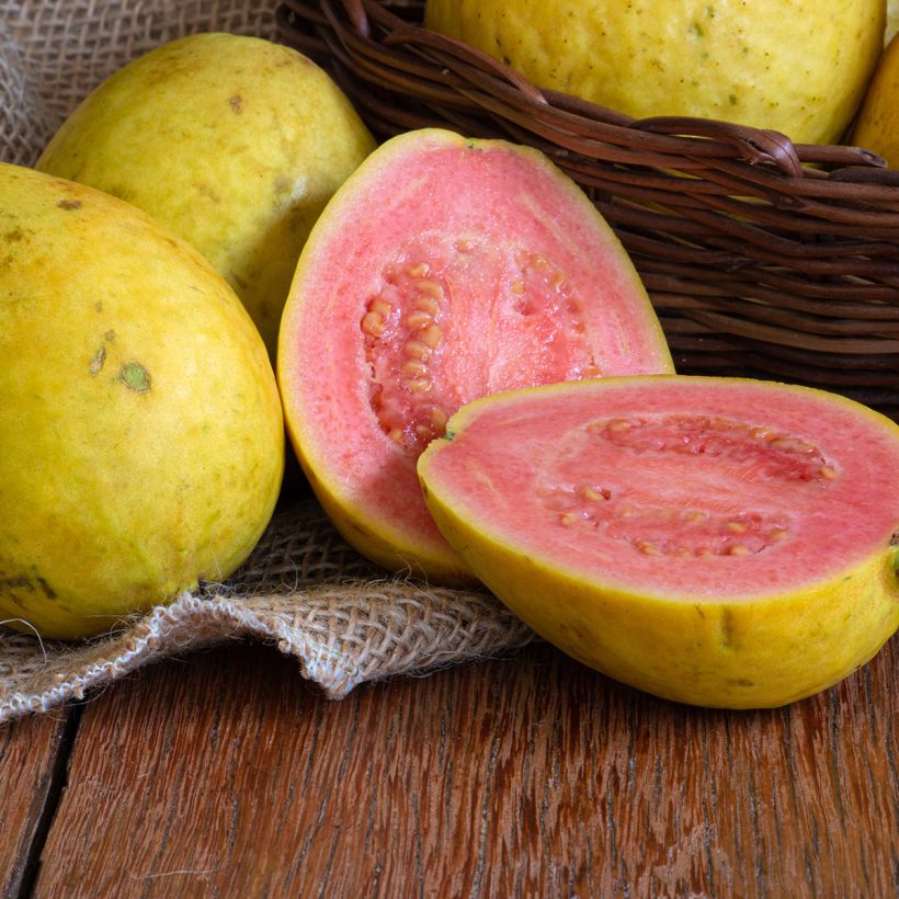 Guava Limon (Sadonkorjuu)