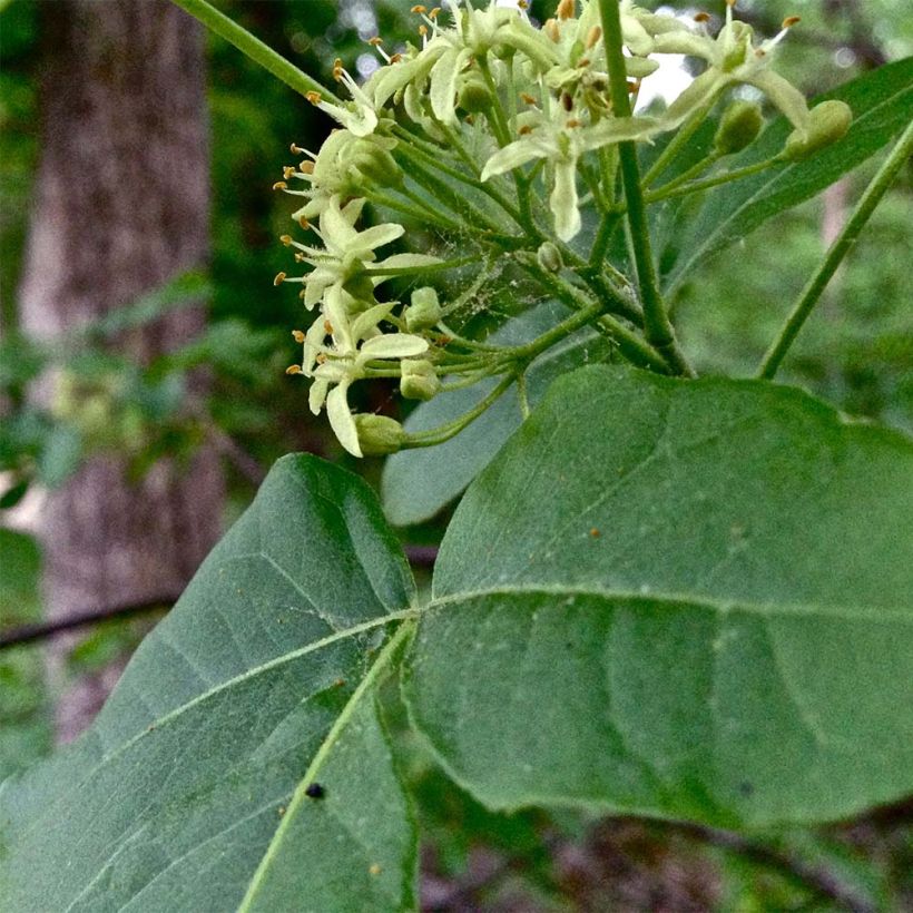 Humalalaikkio - Ptelea trifoliata (Lehvistö)