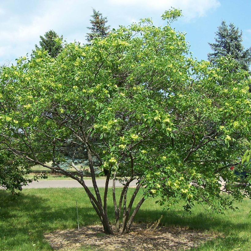 Humalalaikkio - Ptelea trifoliata (Kasvutapa)
