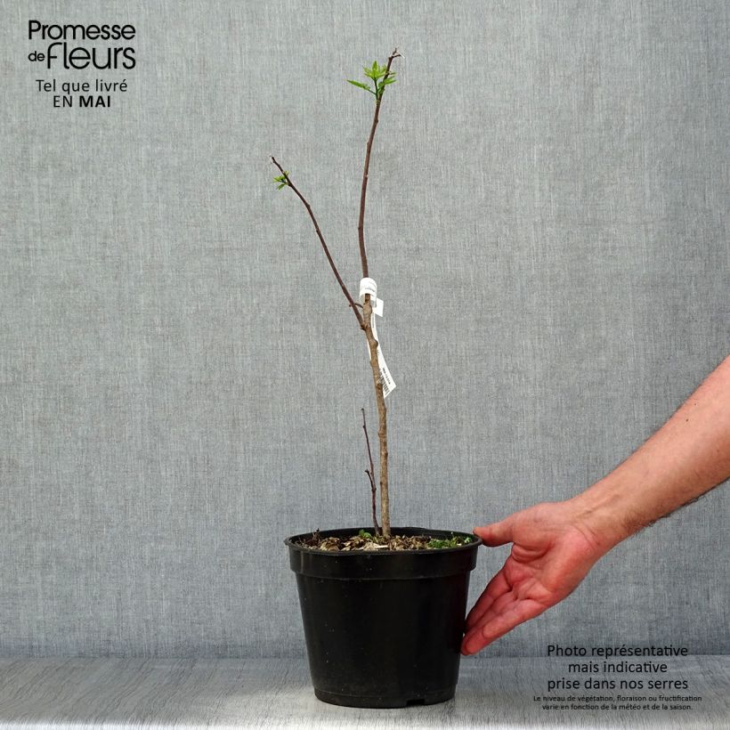 Esimerkki keväällä toimitetusta Humalalaikkio - Ptelea trifoliata Ruukku 3L / 4L-taimesta