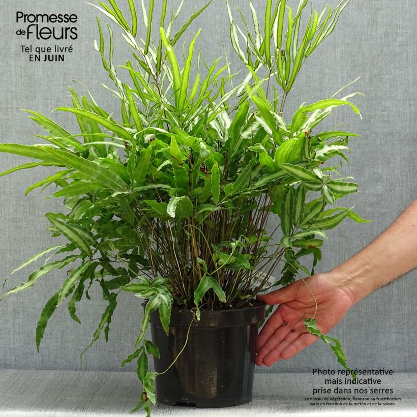 Esimerkki kesällä toimitetusta Pteris nipponica 3 litran/4 litran ruukku-taimesta