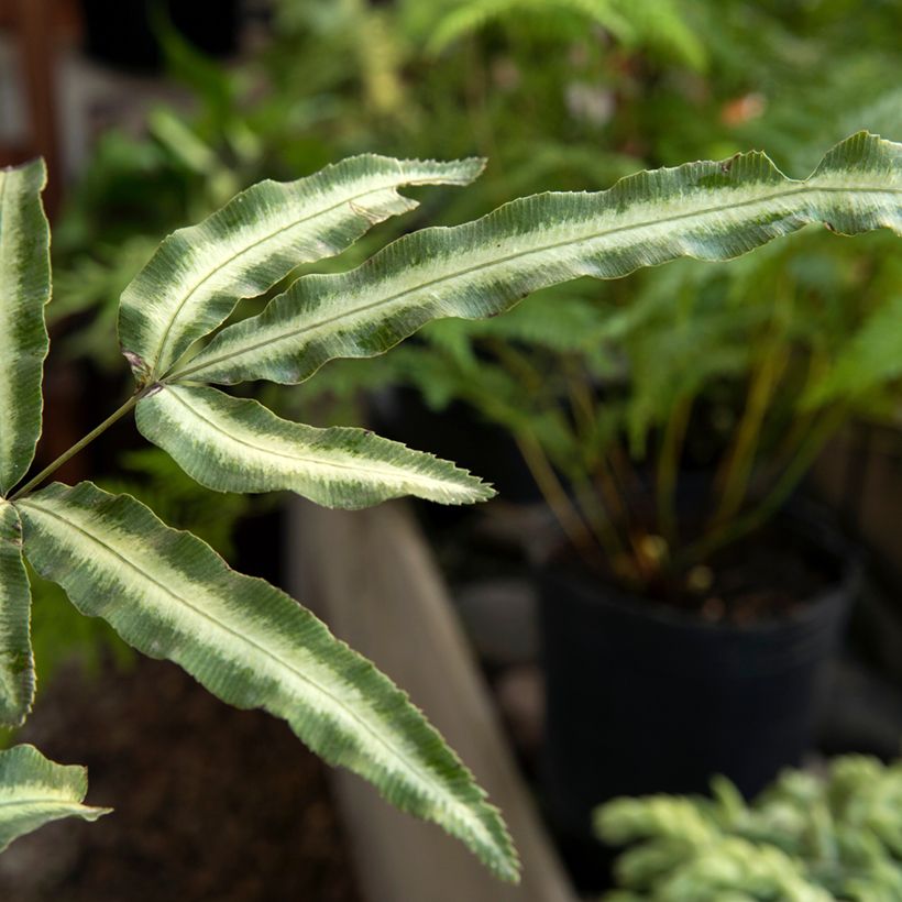 Pteris nipponica (Lehvistö)