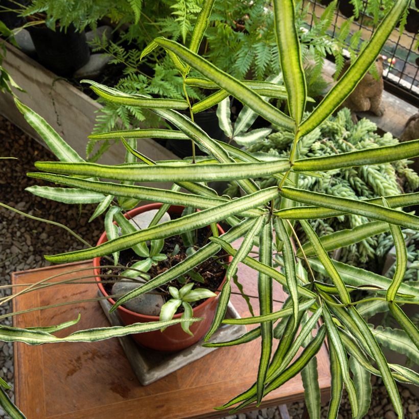 Pteris nipponica (Kasvutapa)