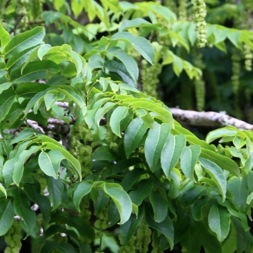 Kaukasiansiipipähkinä - Pterocarya fraxinifolia (Lehvistö)
