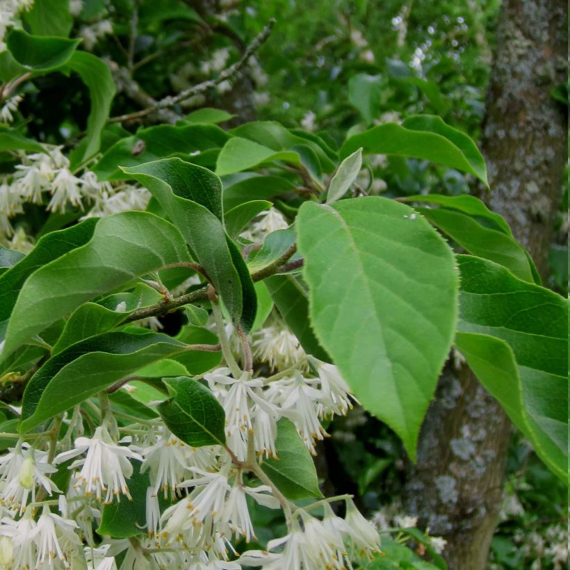 Pterostyrax corymbosa (Lehvistö)
