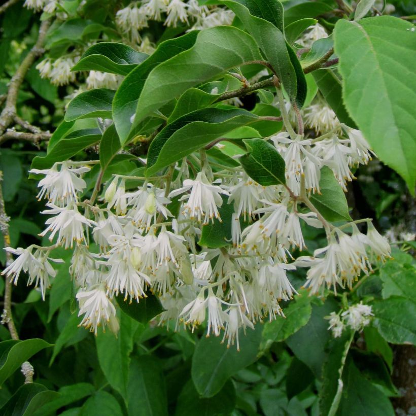 Pterostyrax corymbosa (Kukinta)