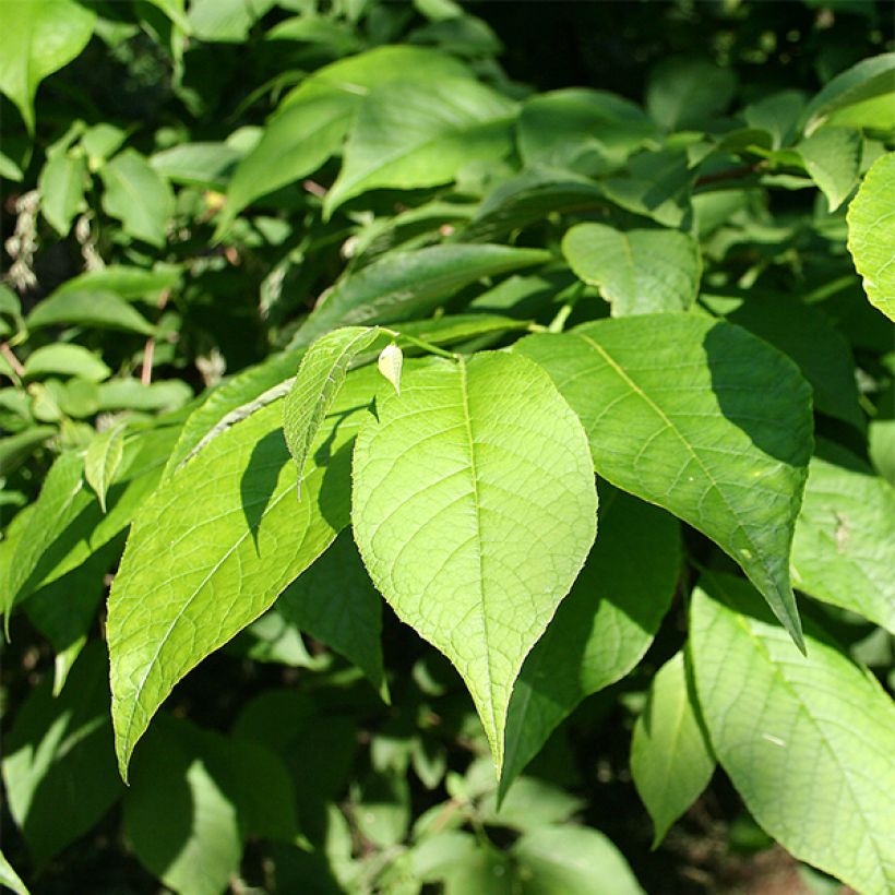 Pterostyrax hispida (Lehvistö)