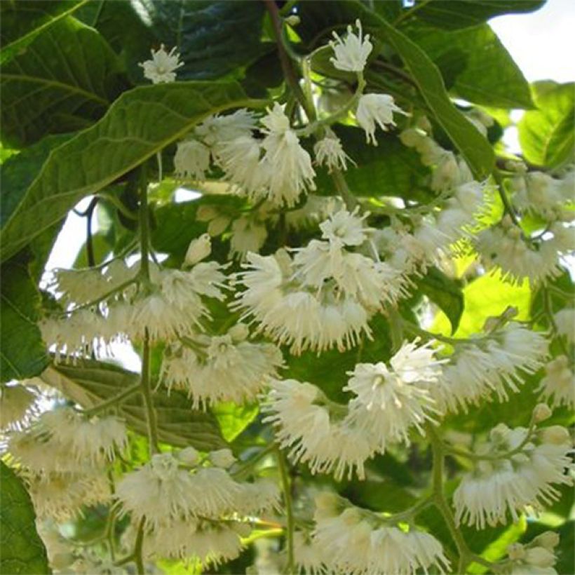 Pterostyrax hispida (Kukinta)