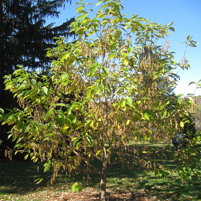 Pterostyrax hispida (Kasvutapa)