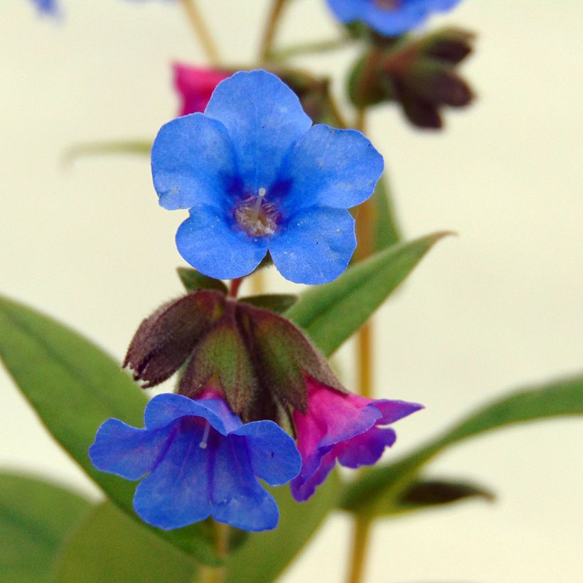 Rohtoimikkä Blue Ensign (Kukinta)