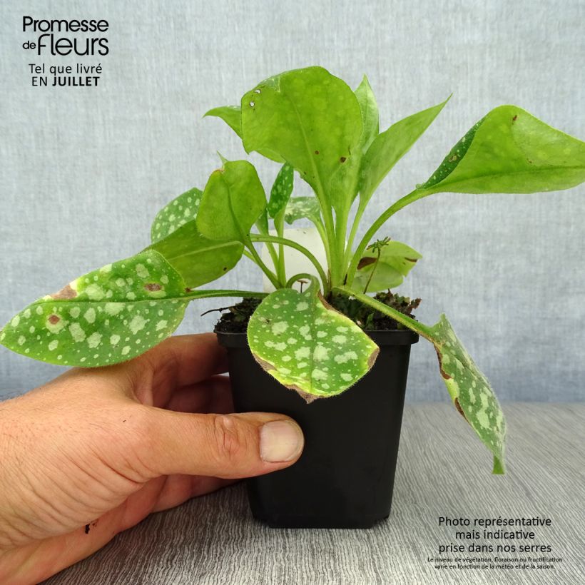 Esimerkki kesällä toimitetusta Rohtoimikkä Sissinghurst White Godet de 8/9 cm-taimesta