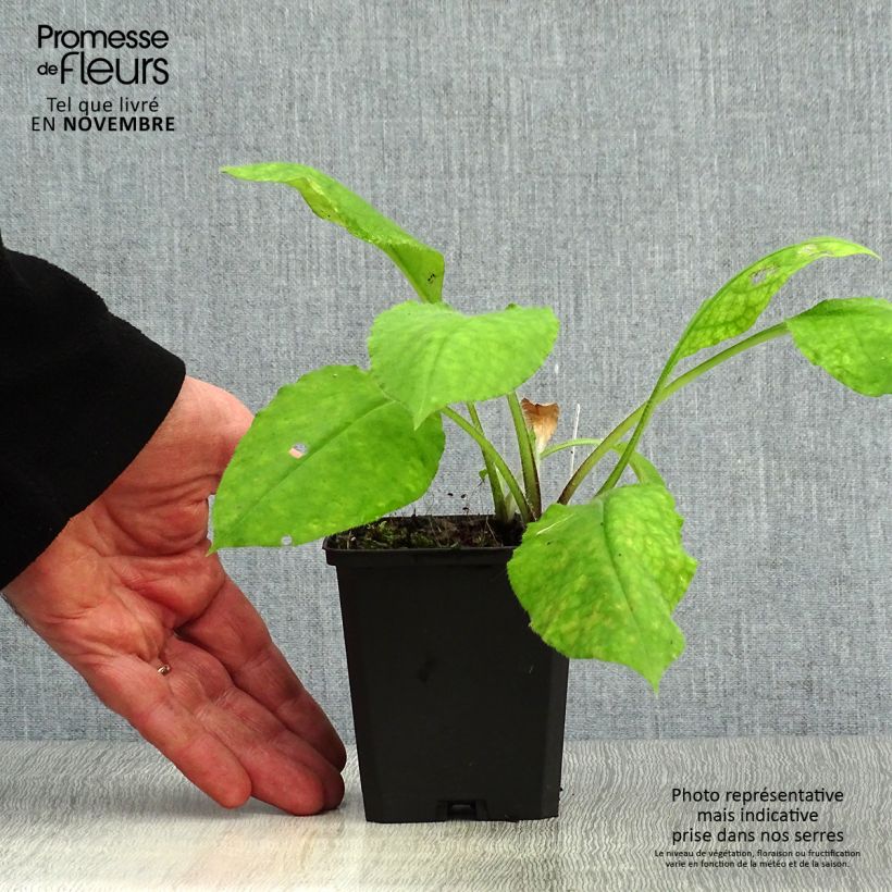 Esimerkki syksyllä toimitetusta Punaimikkä - Pulmonaria rubra 8/9 cm taimiruukku-taimesta