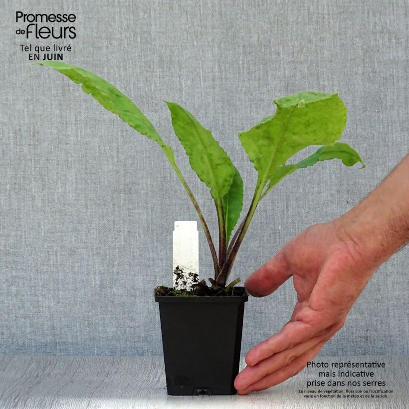 Esimerkki kesällä toimitetusta Punaimikkä - Pulmonaria rubra Taimiruukku 8/9 cm-taimesta