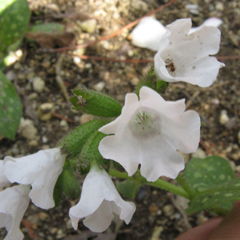 Rohtoimikkä Sissinghurst White (Kukinta)