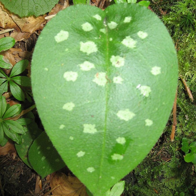 Rohtoimikkä - Pulmonaria officinalis (Lehvistö)