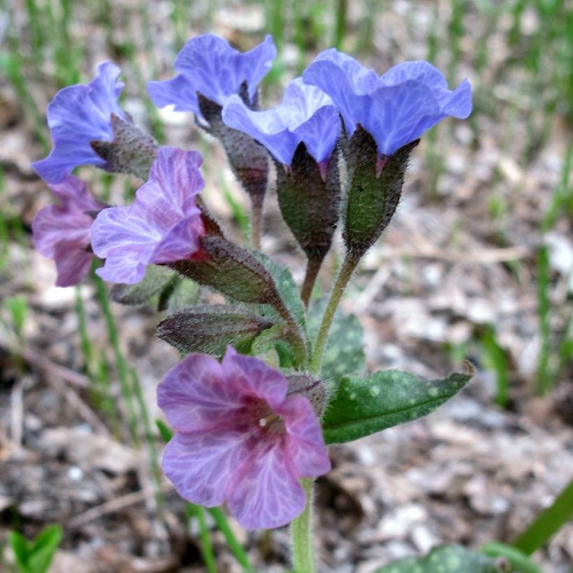 Rohtoimikkä - Pulmonaria officinalis (Kukinta)