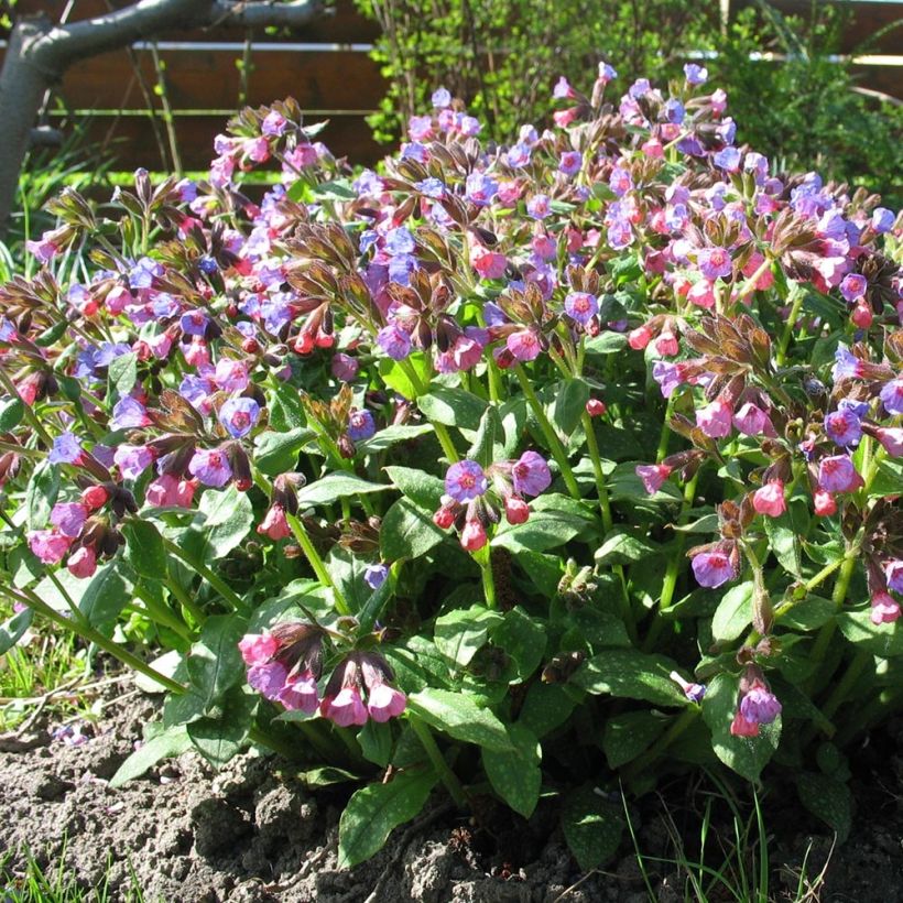 Rohtoimikkä - Pulmonaria officinalis (Kasvutapa)