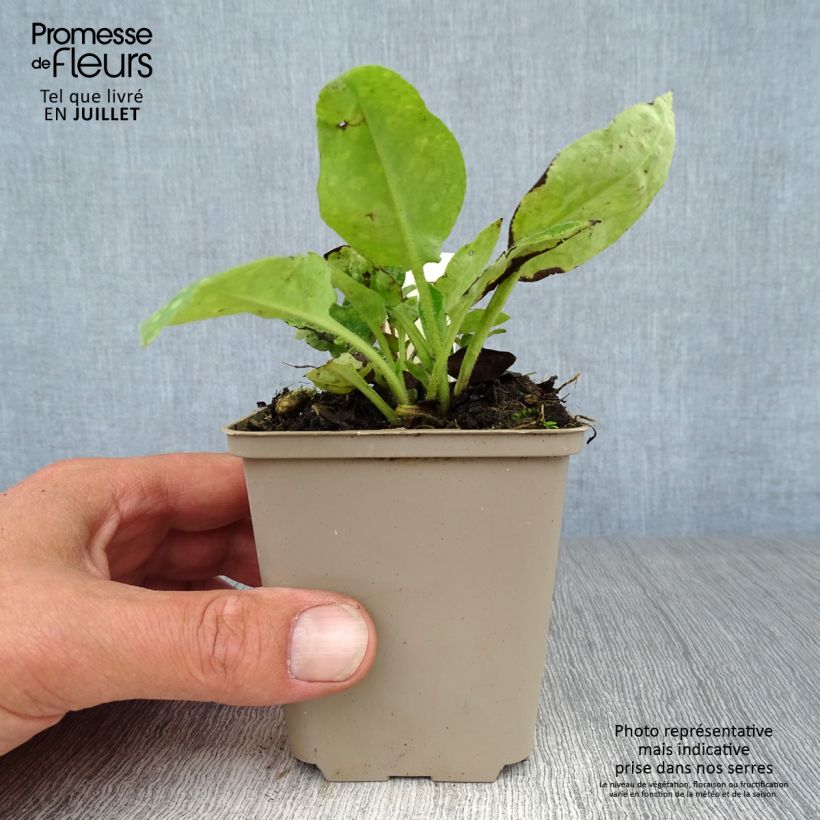 Esimerkki kesällä toimitetusta Rohtoimikkä - Pulmonaria officinalis Godet de 8/9 cm-taimesta