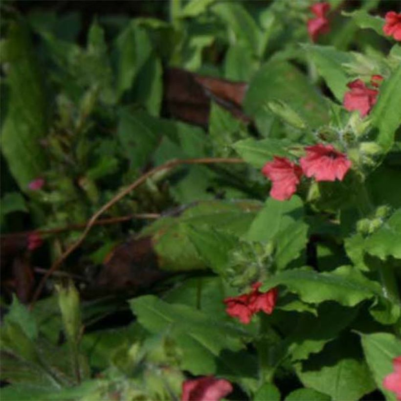 Punaimikkä - Pulmonaria rubra (Lehvistö)
