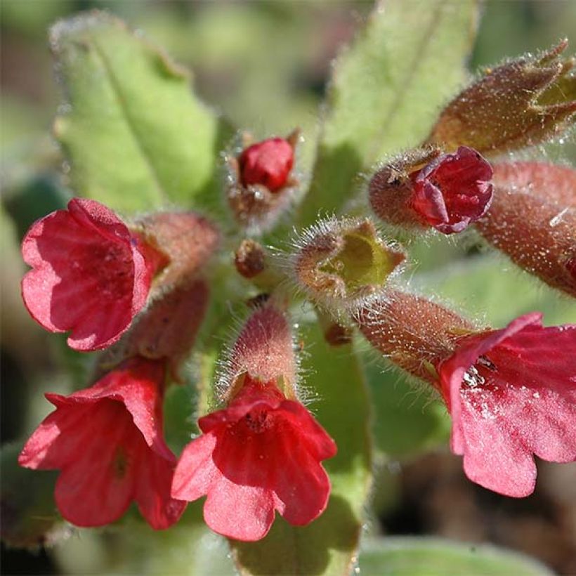 Punaimikkä - Pulmonaria rubra (Kukinta)